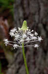 Eastern turkeybeard